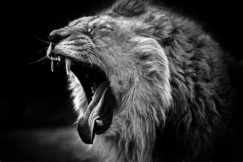 Animals Grayscale Yawn Lions 2000x1332 Wallpaper High