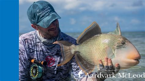 How To Catch A Triggerfish On Fly Moldy Chum