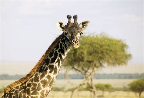 Both Male And Female Giraffes Have Two Distinct Hair Covered Horns