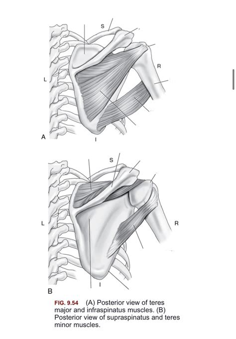 A Posterior View Of Teres Major And Infraspinatus Muscles B