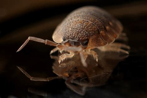Bed Bug Removal How To Deal With Bed Bugs Doctor Pest