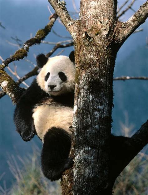 Subirquadrado Tudo O Que Você Não Sabe Sobre O Panda