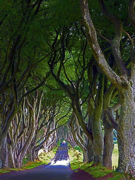 Dark Hedges Of Ireland Location For Game Of Thrones Etsy