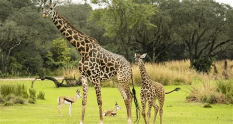 Walt Disney World Introduces Amira The Newest Giraffe Calf At Disneys