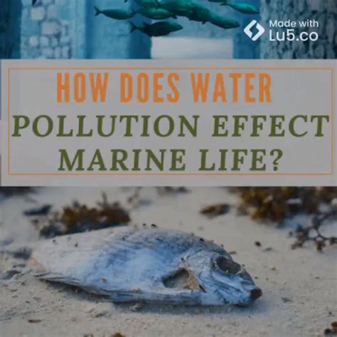 How Water Pollution Affects Marine Life Video Video Water