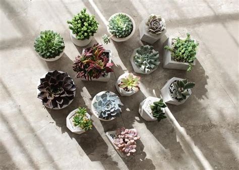 The Light For Succulents And Cacti Succulents Succulent Box