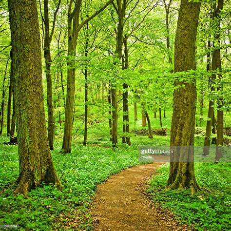 Path Through Beech Tree Forest High Res Stock Photo Getty Images