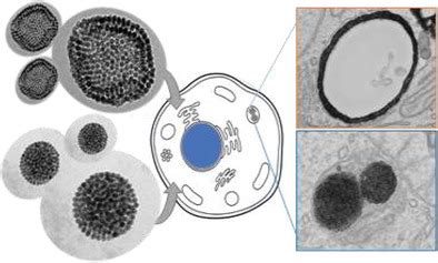 Intracellular Fate Of Hydrophobic Nanocrystal Selfassemblies In Tumor