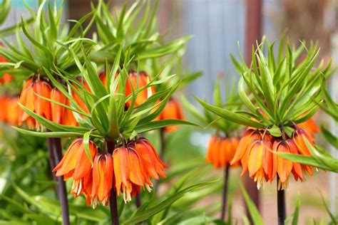 Fritillaria Imperialis Crown Imperial Fritillary New York Plants Hq