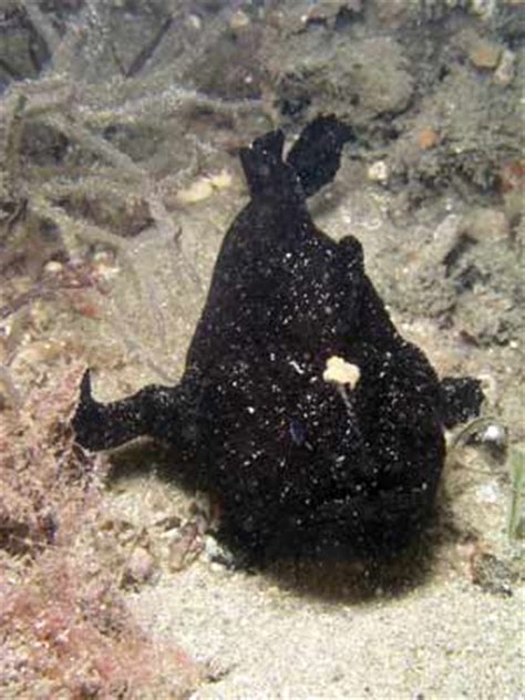 Zwarte zeeduivel diepzee zeeduivel diepzee rode lipvleermuisvis, diepzeevis, afgrond zone, zeeduivel png. Michael McFadyen's Scuba Diving Web Site