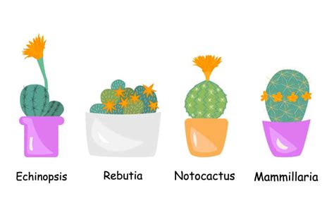 Cactus Con Flores Tipos Características Y Cuidados Básicos