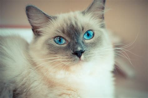 7 Things You Should Know About Ragdoll Cats Bom Gamer
