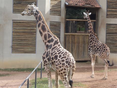 Geraldo NotÍcias Confira Alguns Dos Animais Do ZoolÓgico De Curitiba