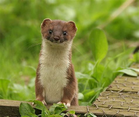 The Stoat Its Nature Ground Mammals