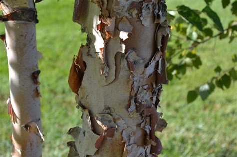 River Birch Trees Offer A Unique Characteristic Of Peeling Bark