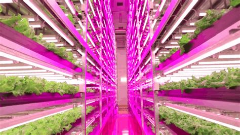 Led Lighting For Vertical Farms Multilayer Production Systems