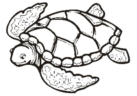 Tortoise Coloring Pages Coloring Home