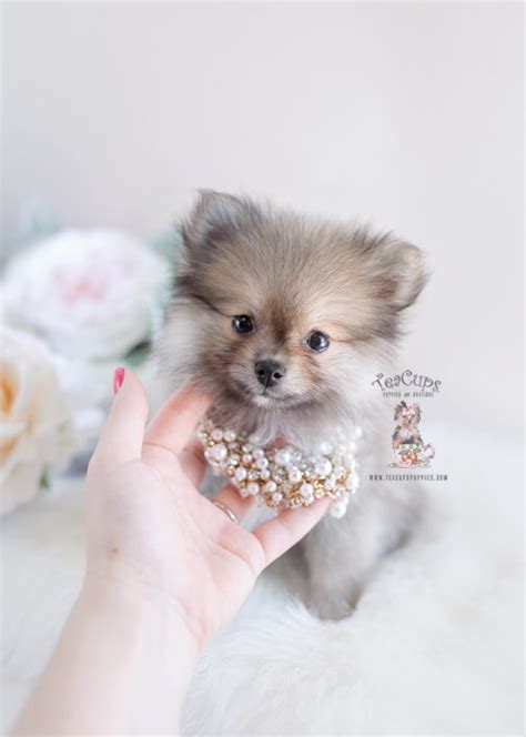 Browse the largest, most trusted source of pomeranian puppies for sale. Tiny Teacup Pomeranian Puppies | Teacups, Puppies & Boutique