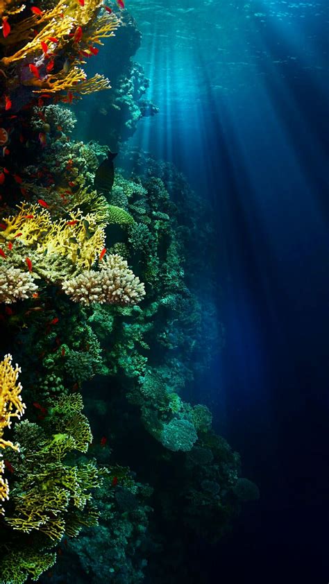 Underwater Wallpaper Underwater Wallpaper Ocean