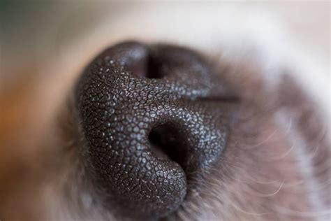 690 Snout Reflex Stock Photos Pictures And Royalty Free Images Istock