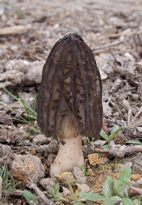 Morchella conica - identifier-les-champignons.com