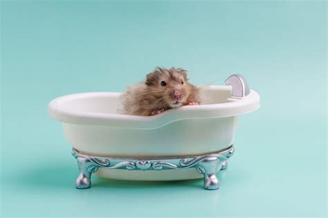 How To Bathe A Hamster 10 Safe Cleaning Tips Hamsteropedia