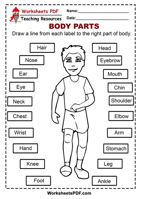 Body Parts Worksheet You Will Find Tracing Worksheets Crossword