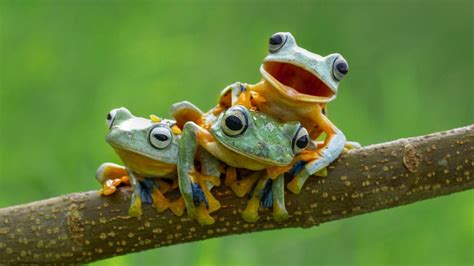 اجمل صور ضفدعة ملونة خلفيات مصورة ضفادع للفوتوشوب 2024 Frog