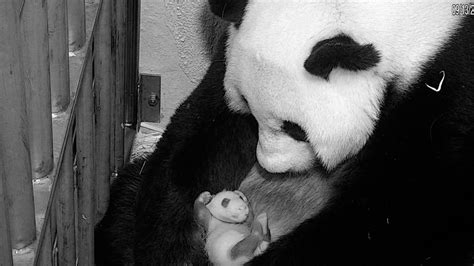 National Zoos Giant Panda Cub Marks One Month Since Birth With 1st