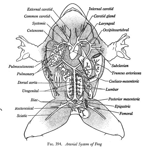 11 Best Images Of Frog Dissection Worksheet Frog Dissection Labeling