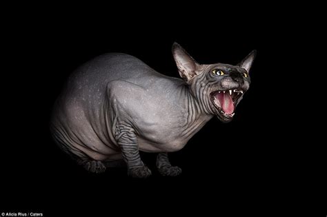 Photographer Captures Unique Beauty Of Furless Sphynx Cats Daily Mail