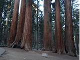 Las Vegas To Sequoia National Park Pictures