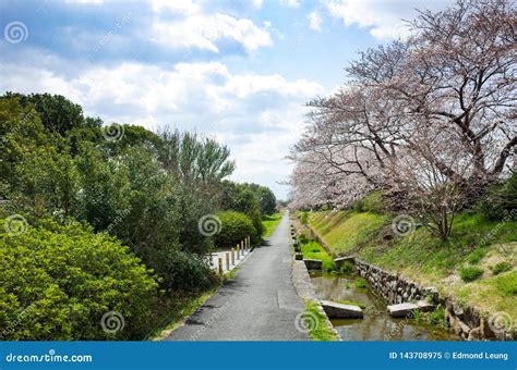 Sakura And River Stock Image Image Of Nature Flower 143708975