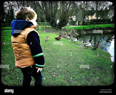 Little Boy Watching Ducks At A Duck Pond Stock Photo Alamy