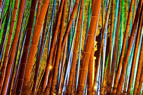 Premium Photo Bamboo Forest With Colorful Illumination At Night