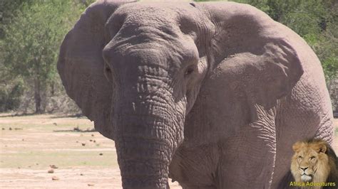 Very Strange Elephant Without Tusks Spotted In Kruger Park Youtube
