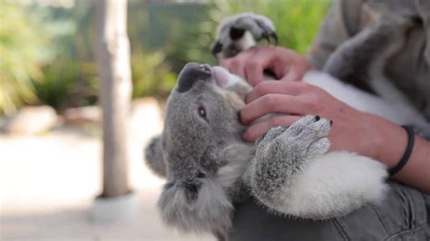 A Sweet Baby Koala Bear Seeks Out Her Favorite Human For Lots Of