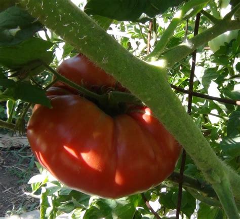 Giant Belgium Tomato Is A Very Popular Heirloom Sweet Tasting Fruit