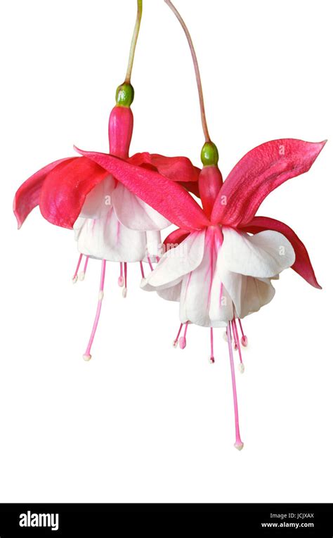 Ladys Eardrops Fuchsia Beautiful Exotic Flowers That Grow And