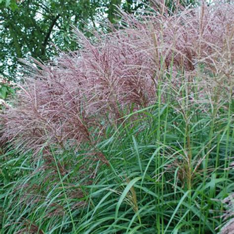 Miscanthus sinensis Anders.