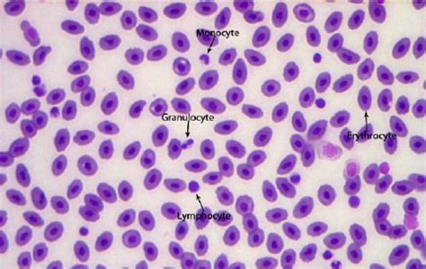 Blood Smear From Sea Bass Magnification X Download Scientific Diagram