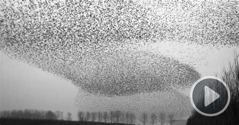 ‘the Art Of Flying Captures The Shape Shifting Wonder Of A Murmuration