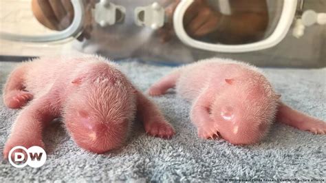 Twin Giant Panda Cubs Born At China Research Center Dw 08242022