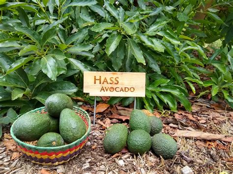The Hass Avocado Tree A Profile Greg Alders Yard Posts Southern