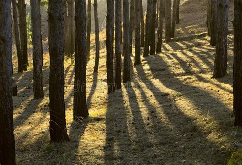 The Sun`s Rays And The Shadows Of Trees On Earth Stock Photo Image Of