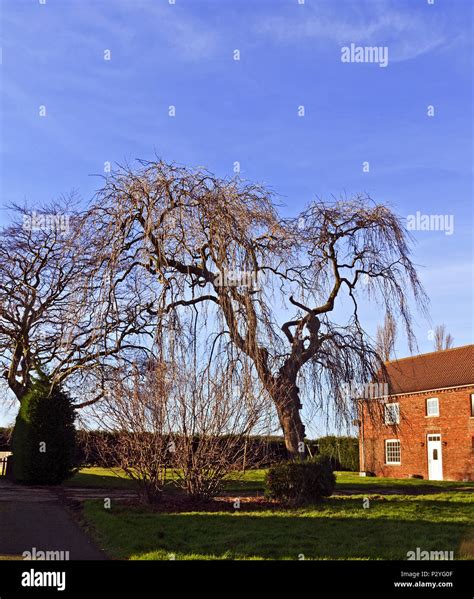 Weeping Beech Tree On Grange Farm Stock Photo Alamy