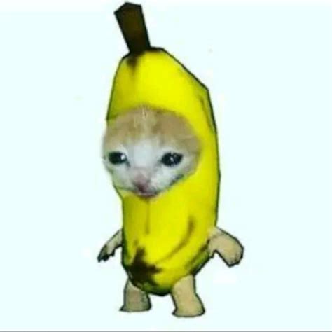Cat In Fruit Meme Catsxd