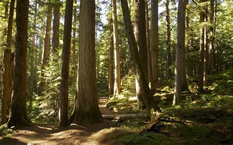 Forest Beautiful Places To Live Forest Trail Wood Tree Whistler