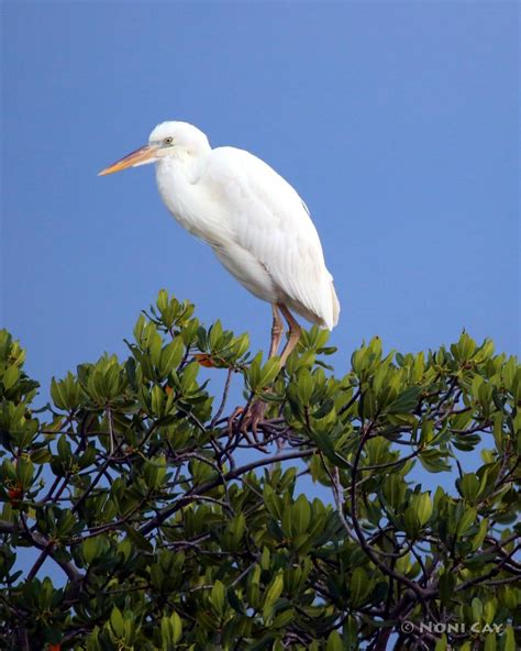 Water Birds Noni Cay Photography