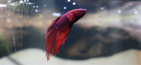 How many eggs are there? Betta Fish Care Guide - [ Tips for Taking Care of Your ...